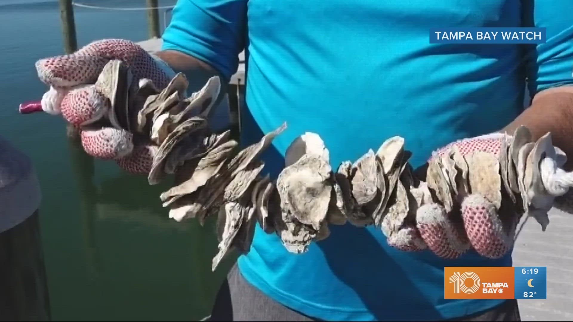 According to Tampa Bay Watch, more oysters mean a cleaner, healthier Tampa Bay.
