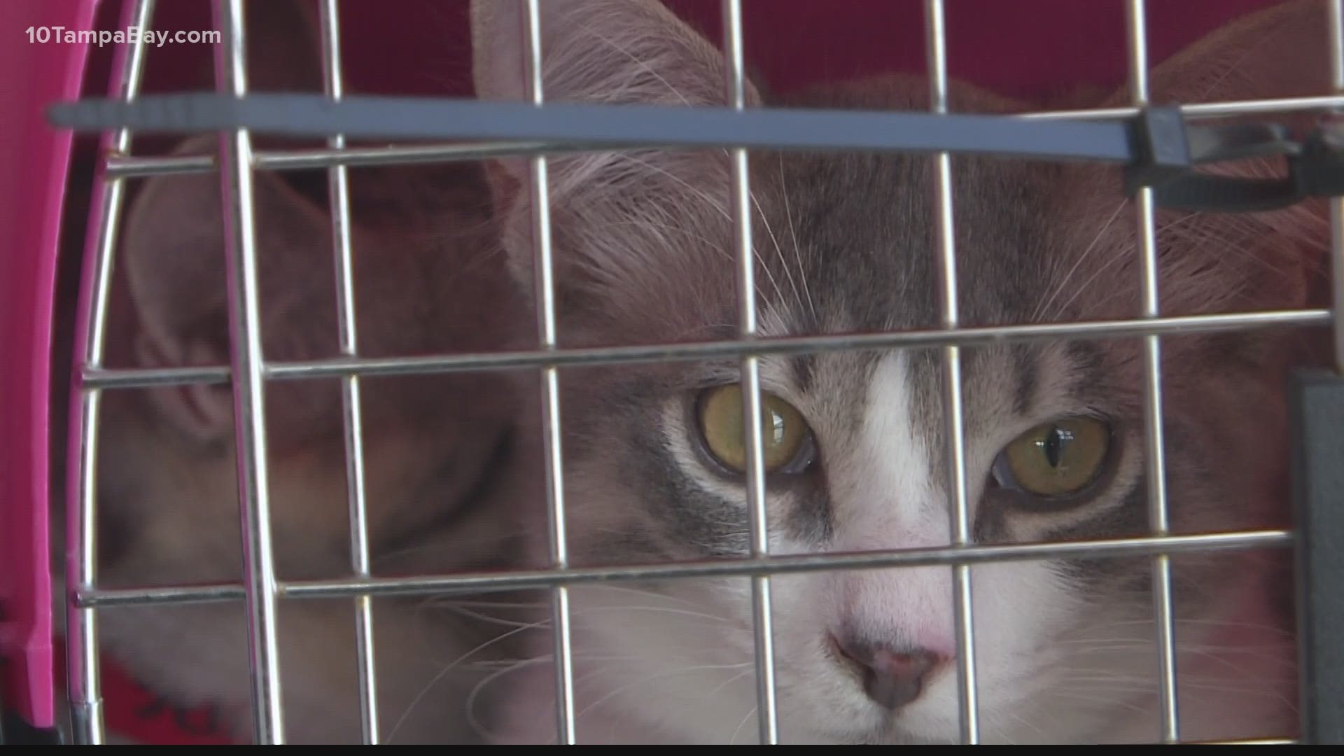 SPCA Florida is partnering with Fayette Regional Humane Society to help find 25 cats and kittens a new forever home.