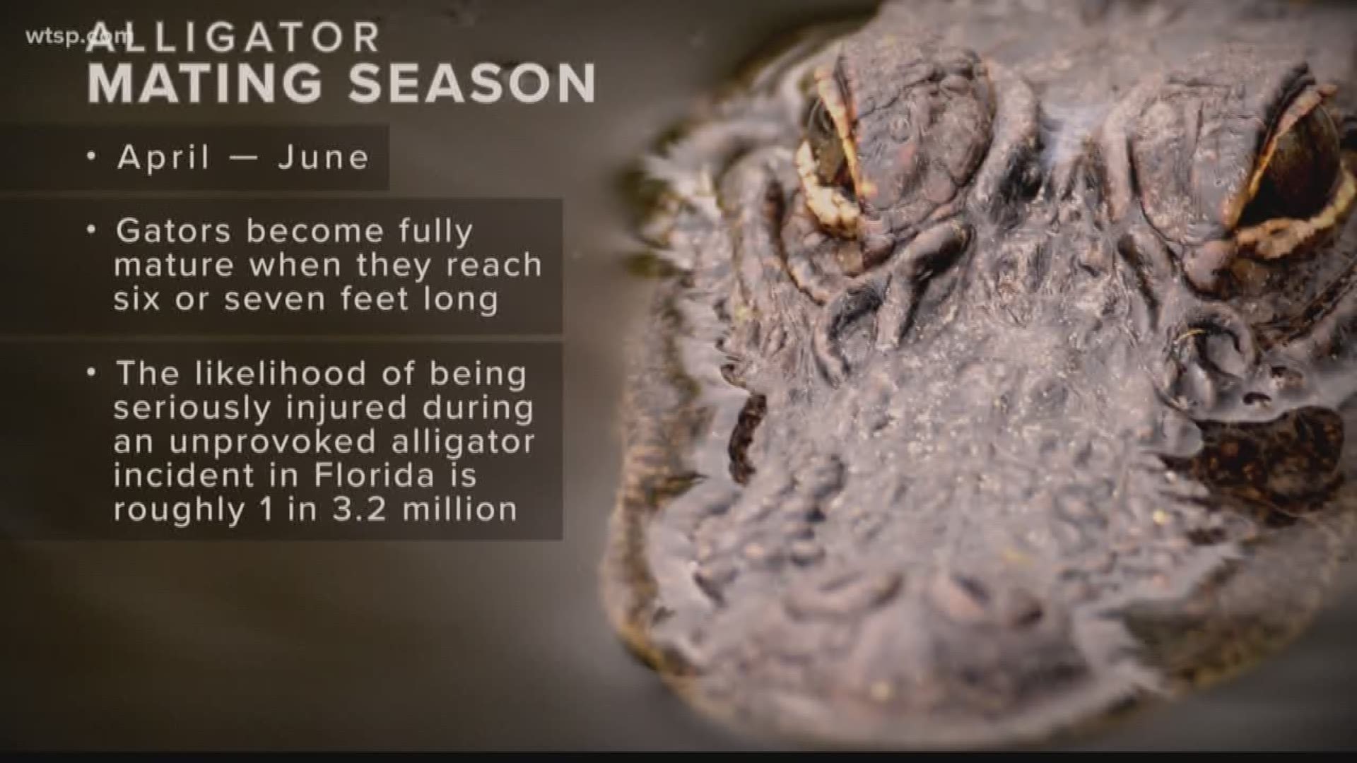 Alligators are more aggressive during their mating season. During the mating season last June, a 12 and a-half-foot gator pulled a woman into a Florida pond and killed her.