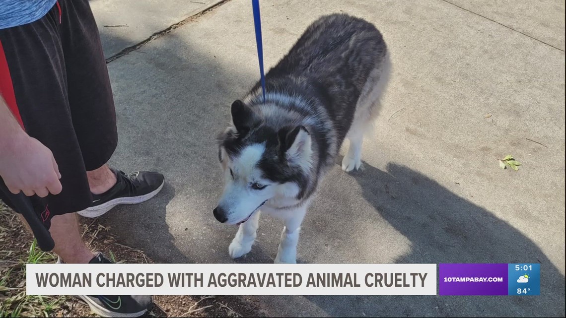 Florida woman accused of beating dog with mallet | wtsp.com