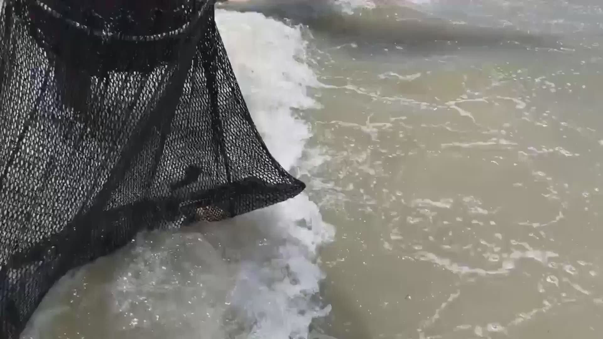 The Florida Fish and Wildlife Conservation Commission removed a 3-foot long alligator from Jacksonville Beach Saturday.
WJAX said a lifeguard paddled out to net the alligator. 
FWC said it is uncommon to find an alligator at the beach but it’s not unheard of