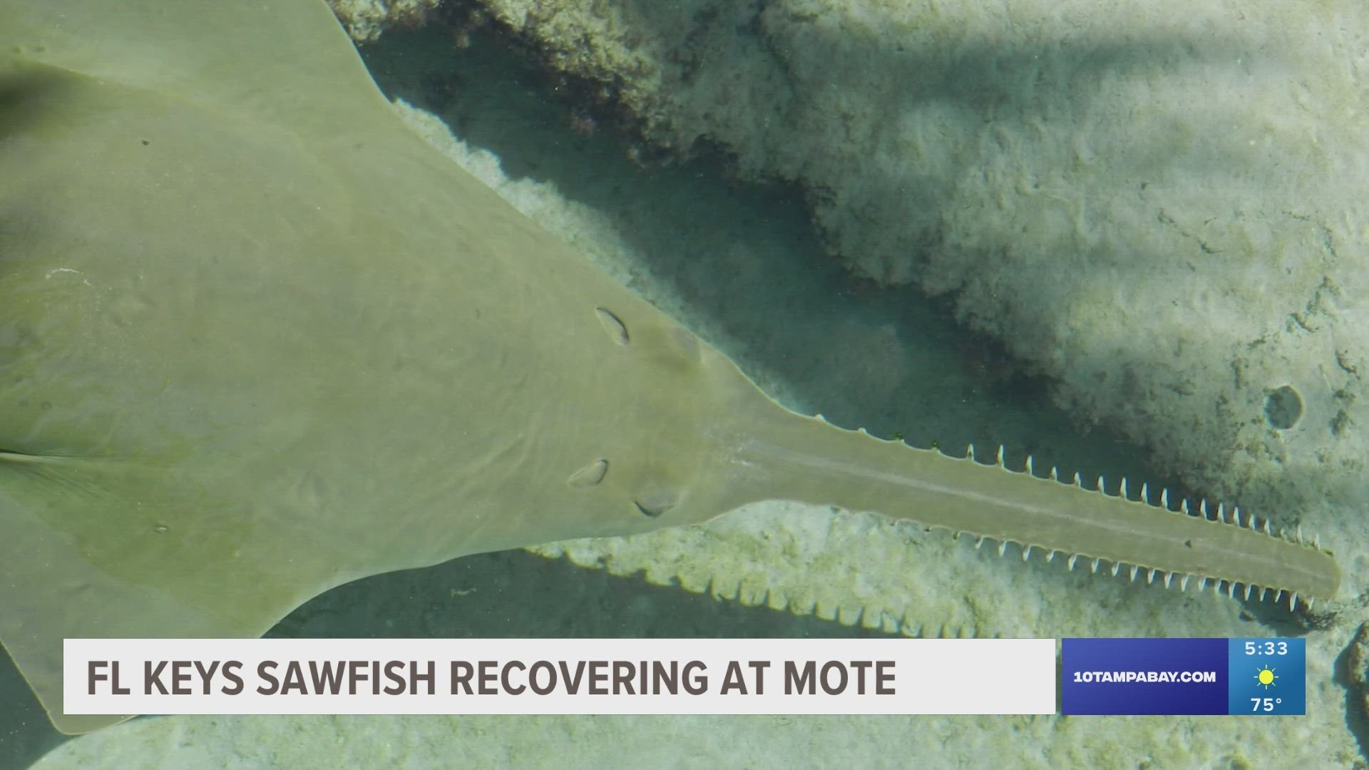 The sawfish was rescued on April 5.