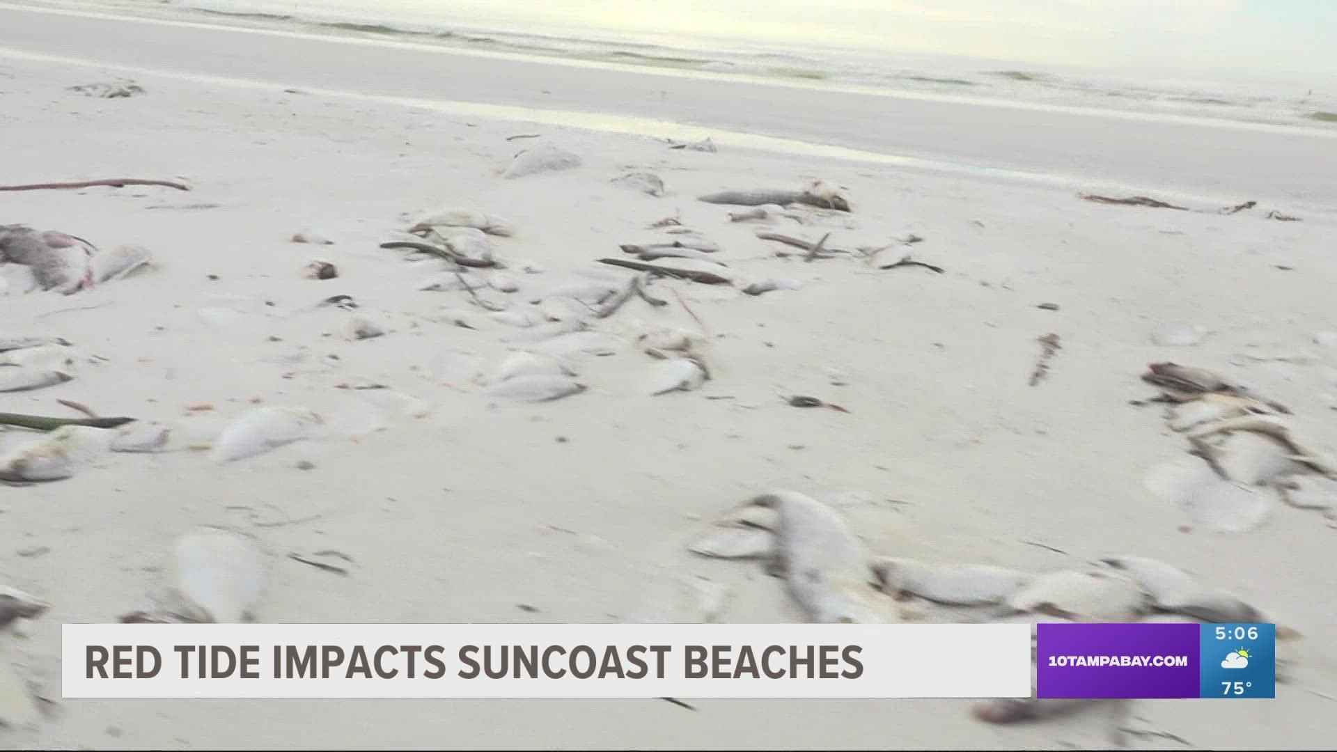 Longboat Key and Bradenton Beach are also seeing dead fish washing ashore.