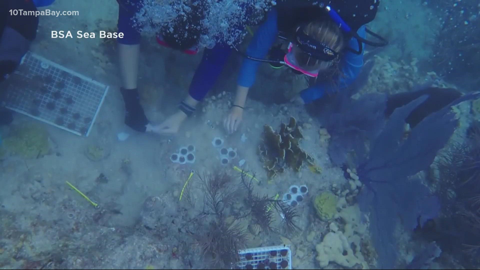 MOTE Scientists see efforts to restore coral reef pay off