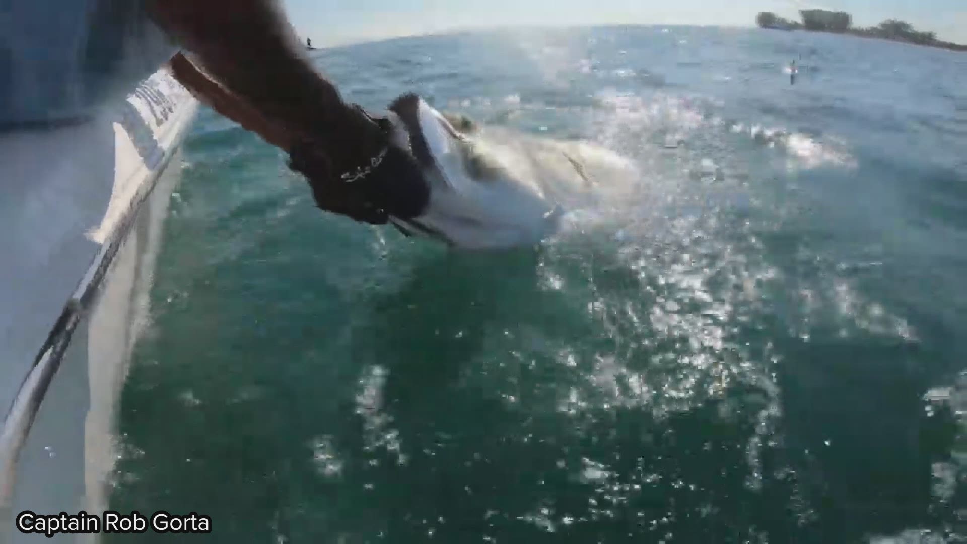During a recent fishing trip, Rob Gorta said a hammerhead shark swam up and snatched a tarpon right out of his hands.

The whole attack and struggle was caught on video.

According to Gorta's website, he's been a Tampa Bay area fishing guide for more than 22 years. He says he spends about two months every year tarpon fishing in the area.

He said he's caught some crazy shark attacks over the years, but this recent one was pretty intense.