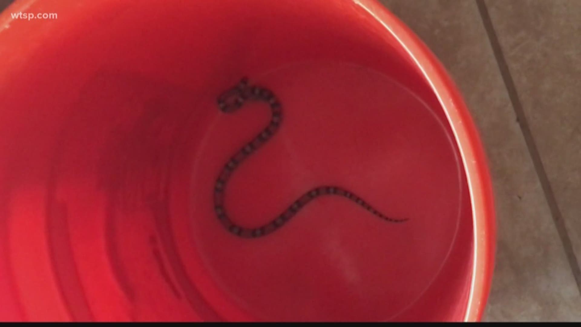 According to FWC, you're more likely to see snakes in the summer, and the rain we've been seeing brings them out as well, but one local pest control agency says they believe there is another factor. 

Affordable Wildlife Removal tells 10News they have noticed an increase in calls for snakes in or around people's homes, and they think more development is to blame.