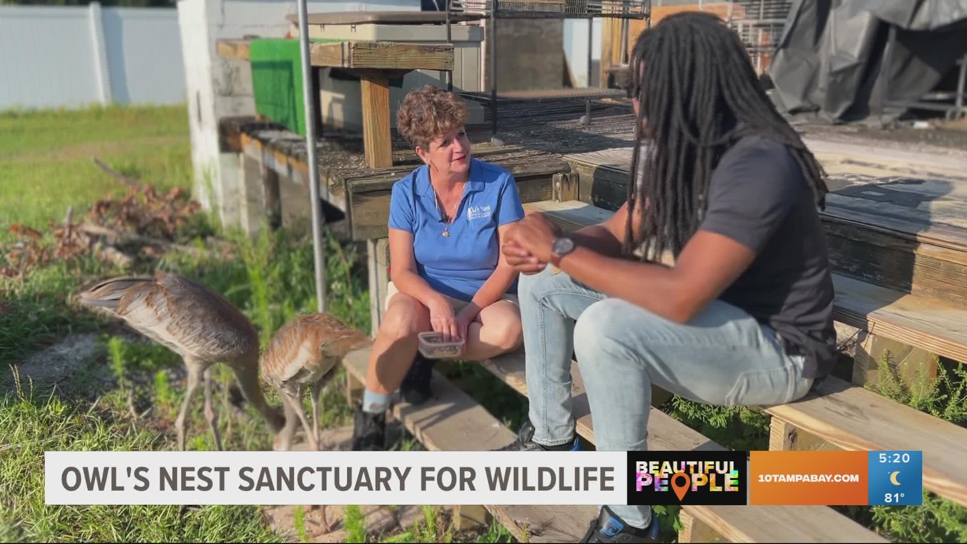 KrisPorter works around the clock to save Florida's wildlife from harm at the Owl's Nest Sanctuary for Wildlife.