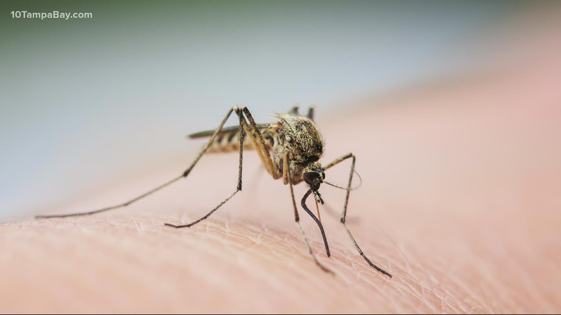 First Case of Dengue Fever Reported in Hillsborough County, Florida: Prevention and Symptoms