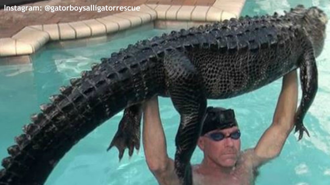 Man swims with gator, rescues it from Florida pool
