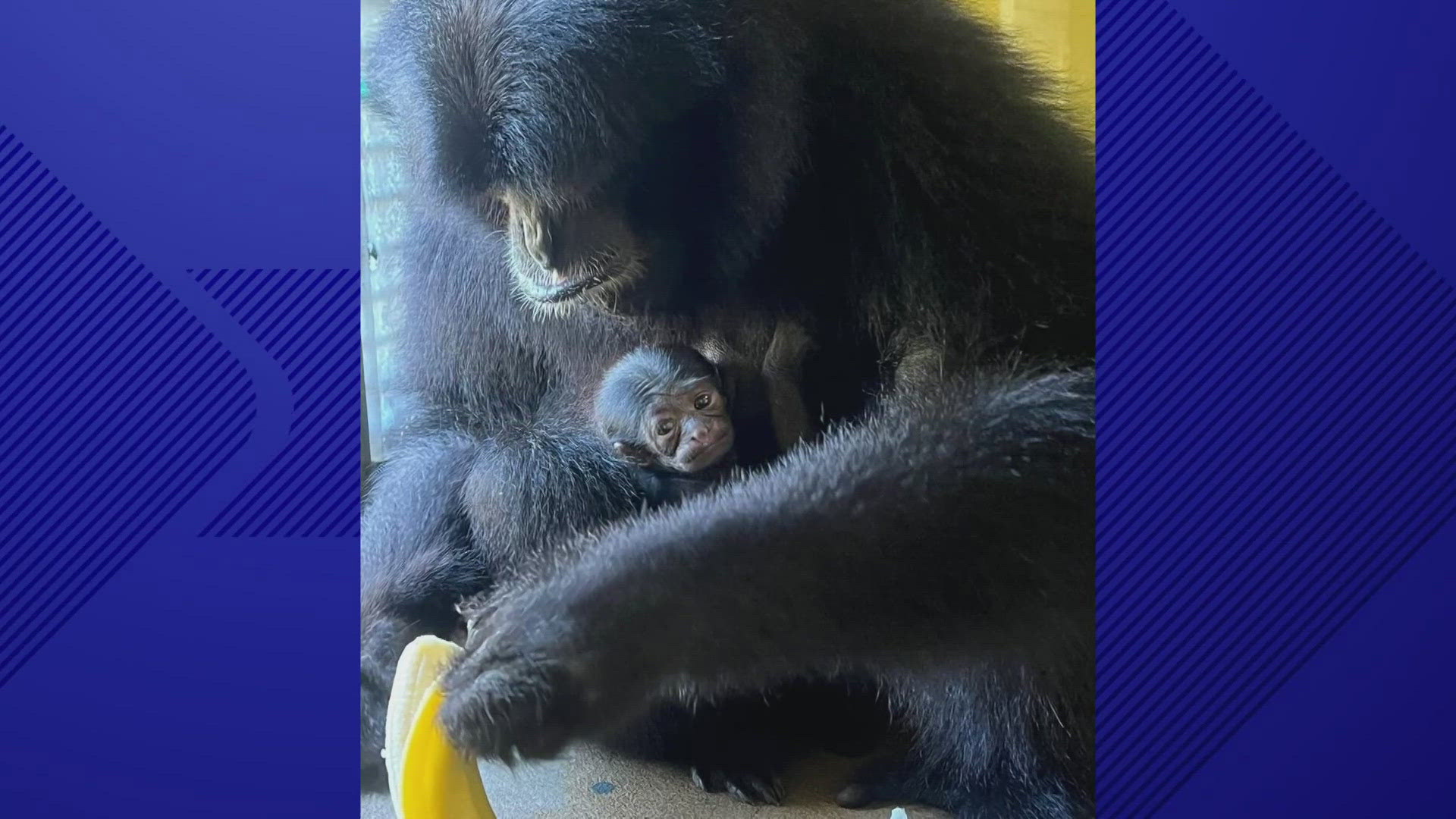 An endangered baby siamang was born at ZooTampa early last week.