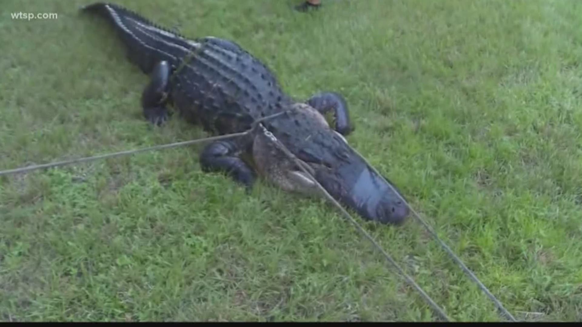 At around 8 p.m., trappers returned to the pond where a dog had been killed earlier in the day. They used alligator distress noises to lure the alligator in, and then hooked him when he got close enough. 

After about a half-hour, they were able to get him out of the water. https://on.wtsp.com/2yRiYR6