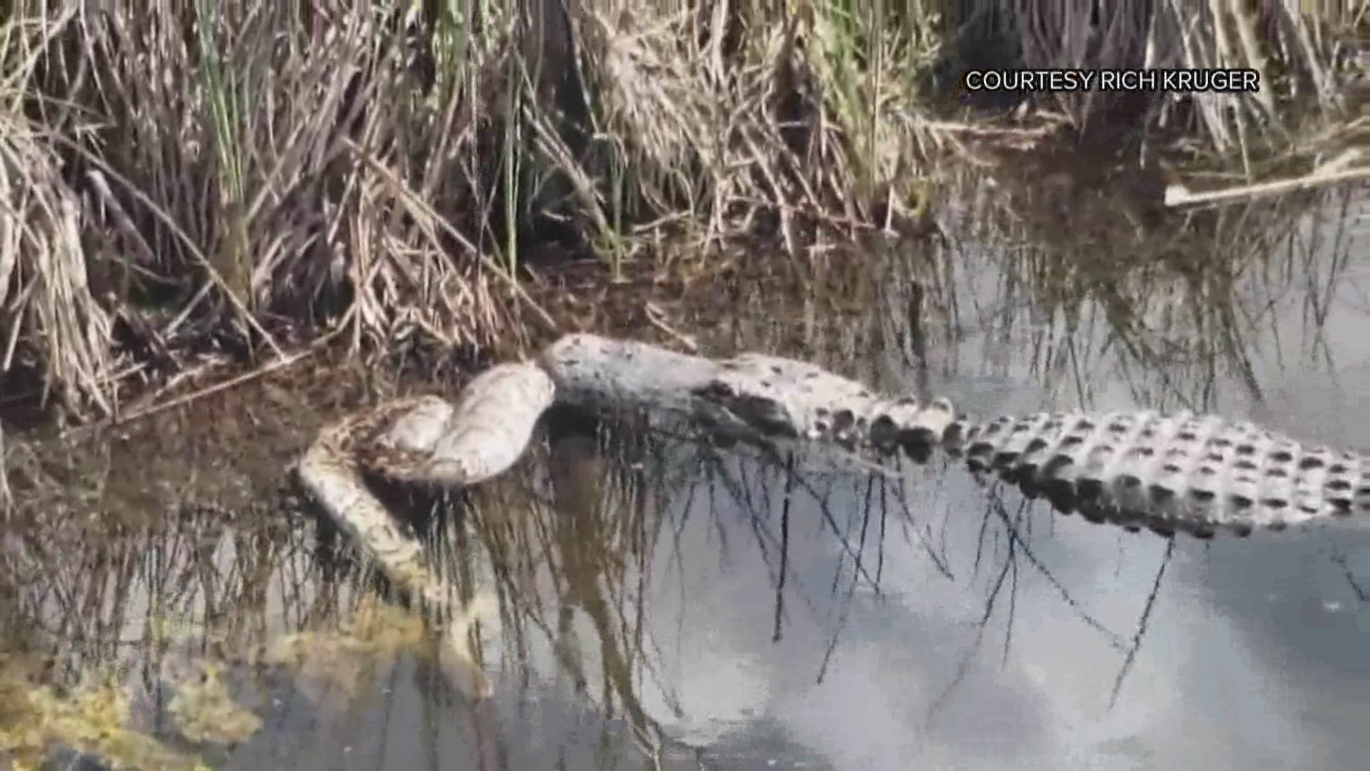 Rich Kruger caught this gator taking on a python in the Everglades.