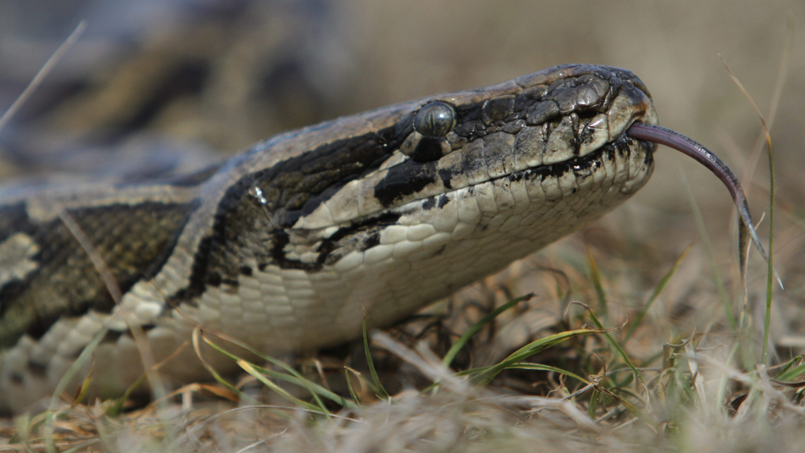 Python Wildman - The Defender of the Everglades