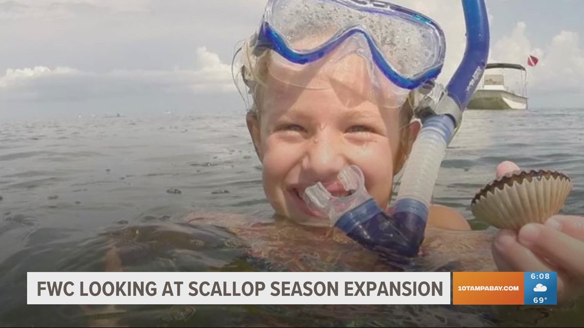 Florida Fish and Wildlife could expand scallop season in Pasco County