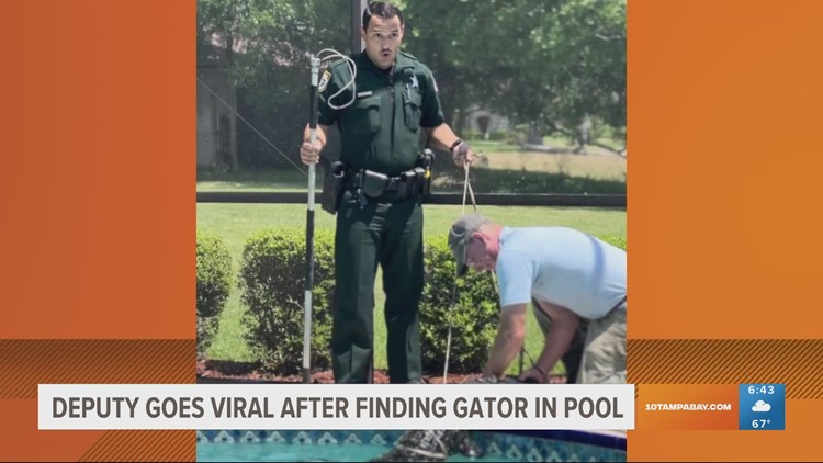 8-foot gator takes dip in Florida pool, deputy's reaction goes viral