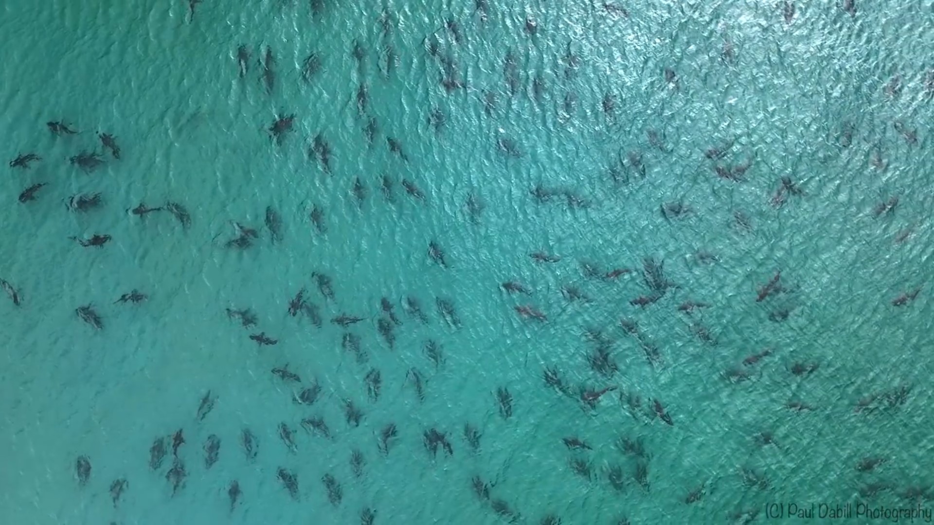 Paul Dabill Photography captured drone video of blacktip sharks swimming near Singer Island on March 4, 2021.