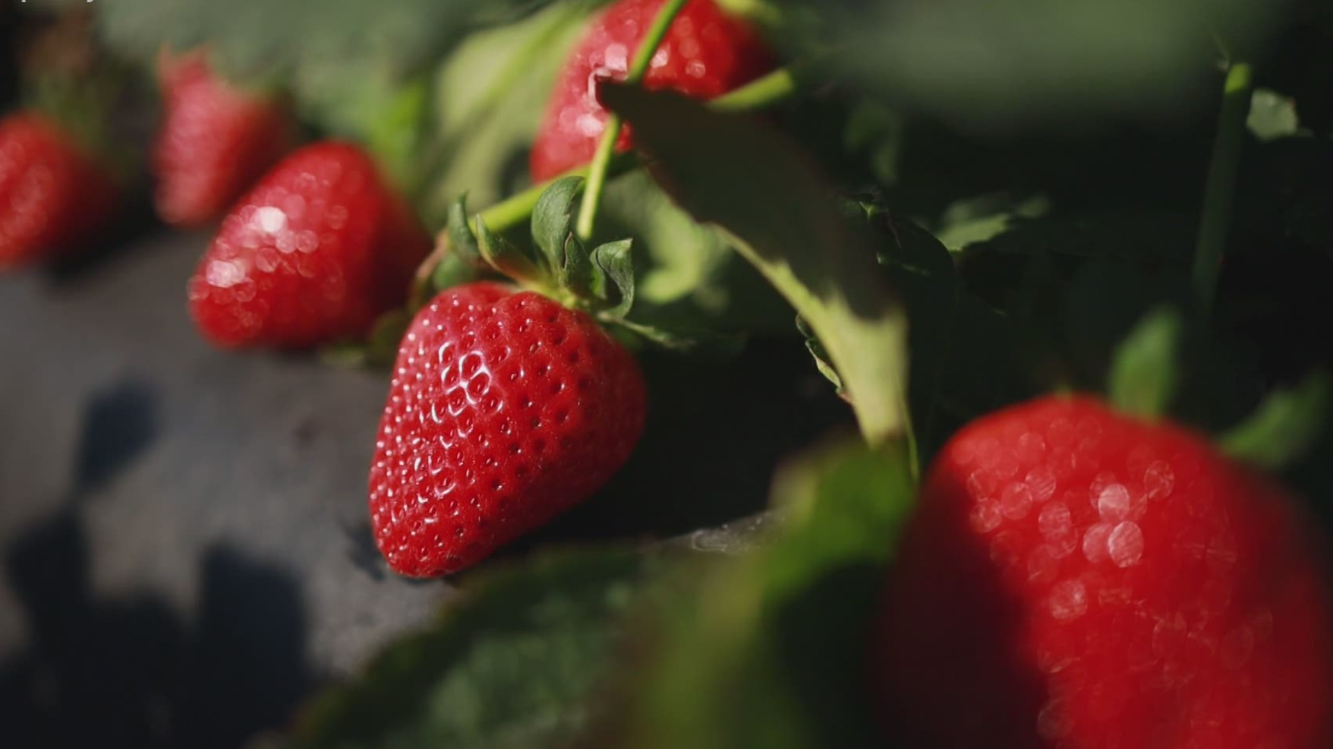 The Florida Strawberry Festival in Plant City brings the farmers back to their roots and they can showcase their flavorful fruits.