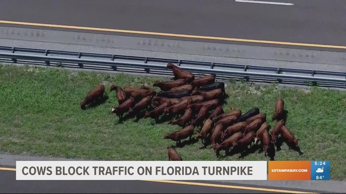 Loose cows halt traffic on Florida’s Turnpike