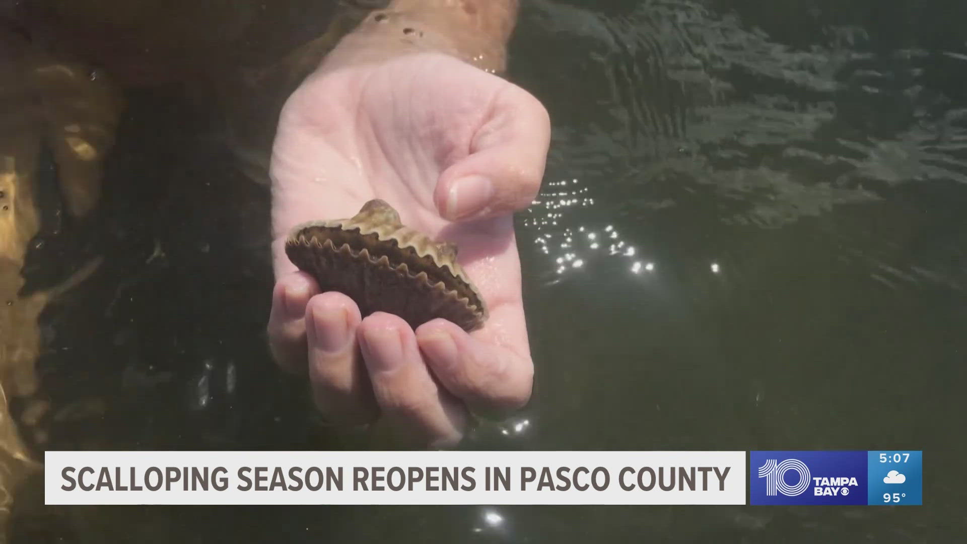 Toxin and algae levels have returned to safe levels in the Gulf of Mexico, according to Florida wildlife officials. Scallop season will now run through Sept. 24.