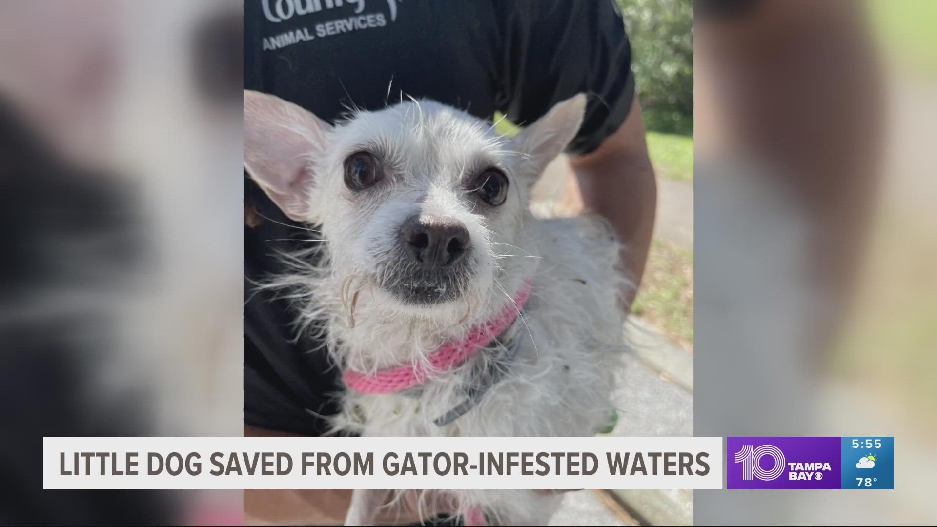 The officer said they don't know how long the dog was stranded at the park before being rescued.