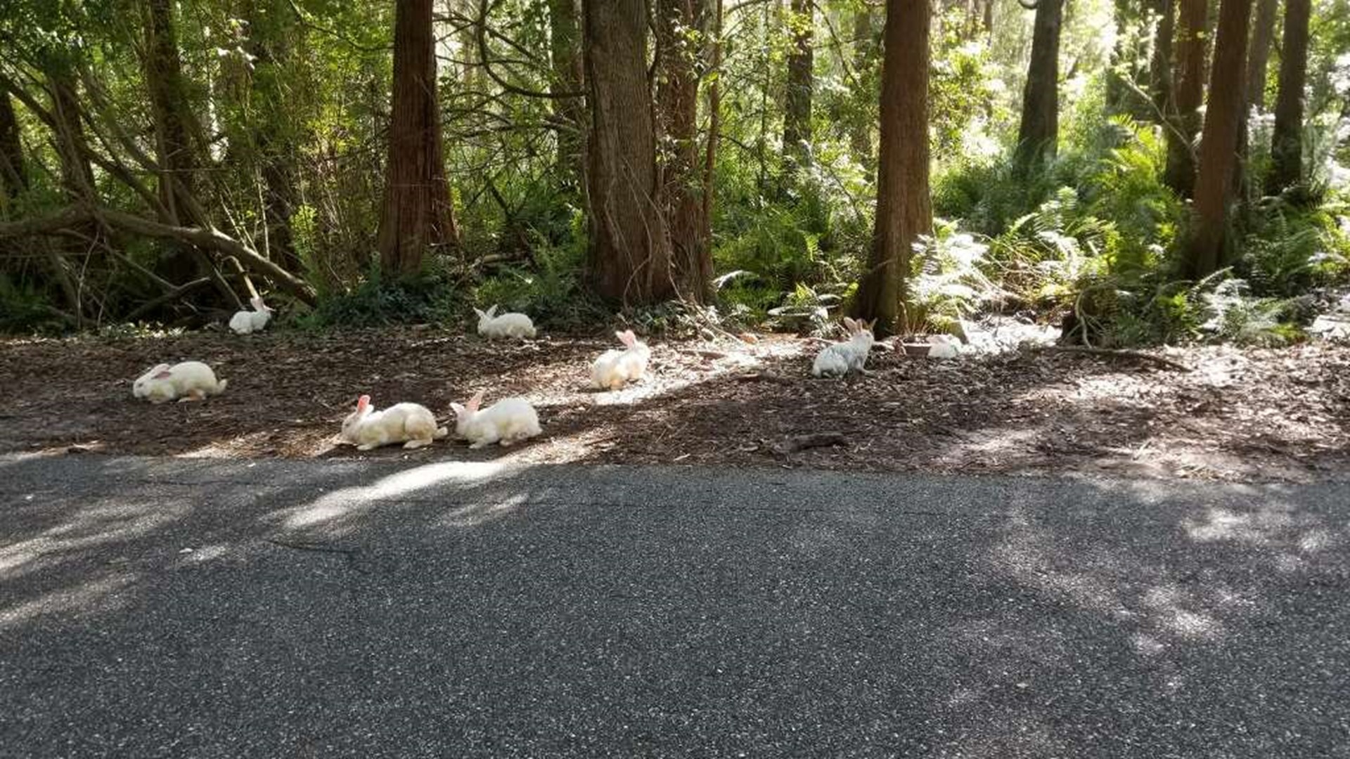 Rabbits dumped on the side of the road saved by animal rescue