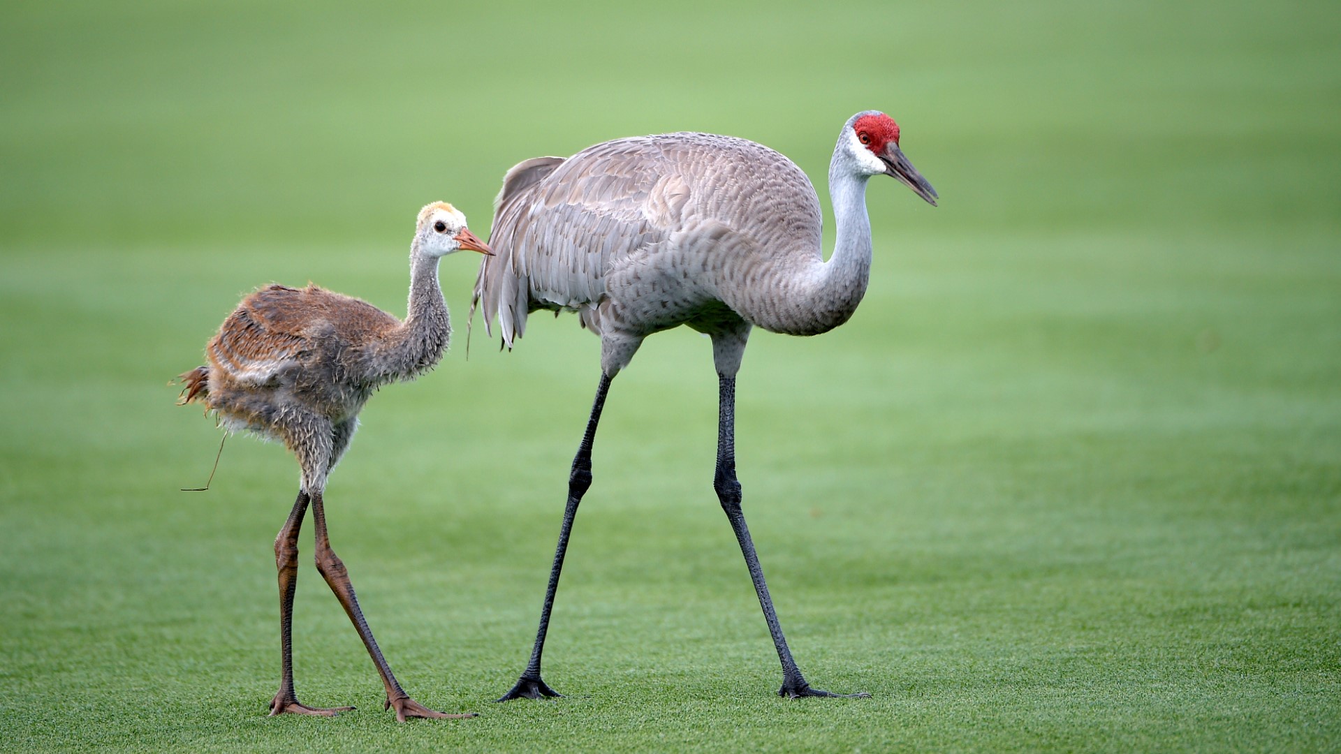 Alabama allows hunting season of sandhill cranes
