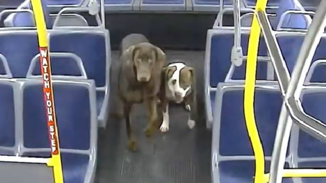 are dogs allowed on city buses