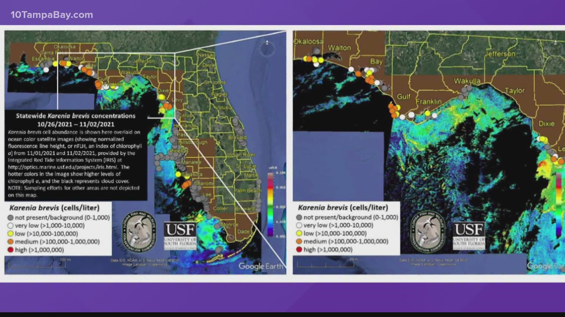 Concentrations of the red tide organism were only present at beaches in Hillsborough and Sarasota counties.