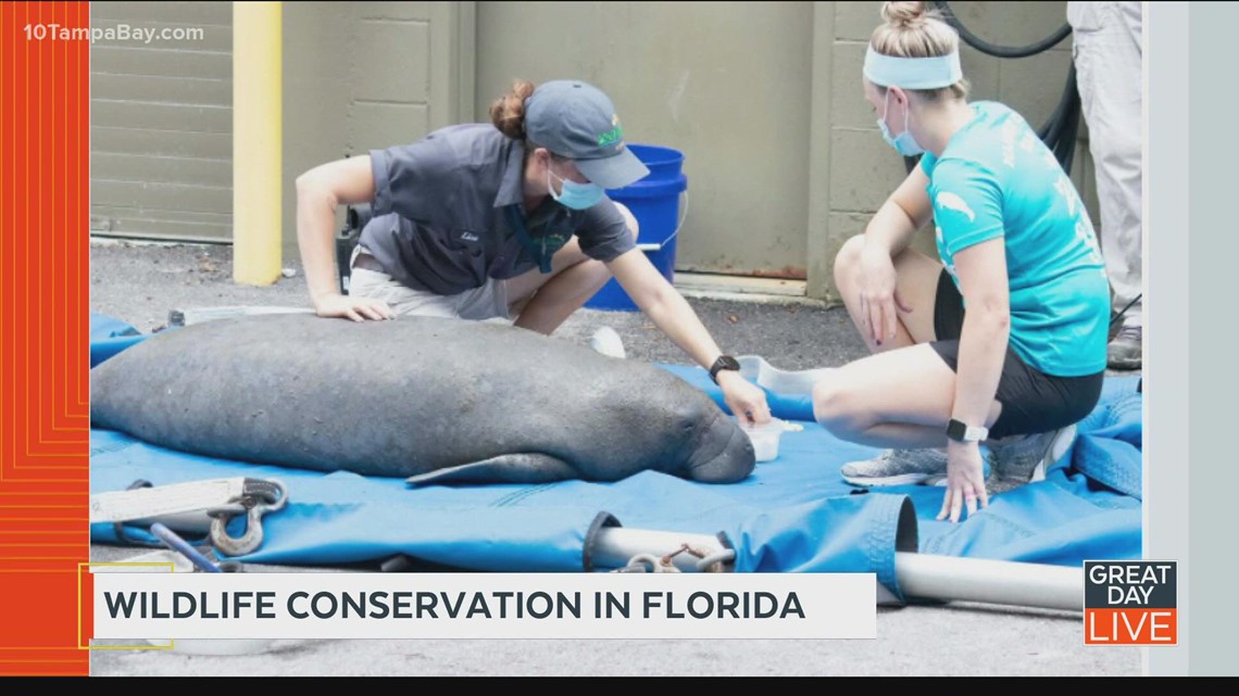 Zoo Tampa helping rescue injured Tampa Bay manatees