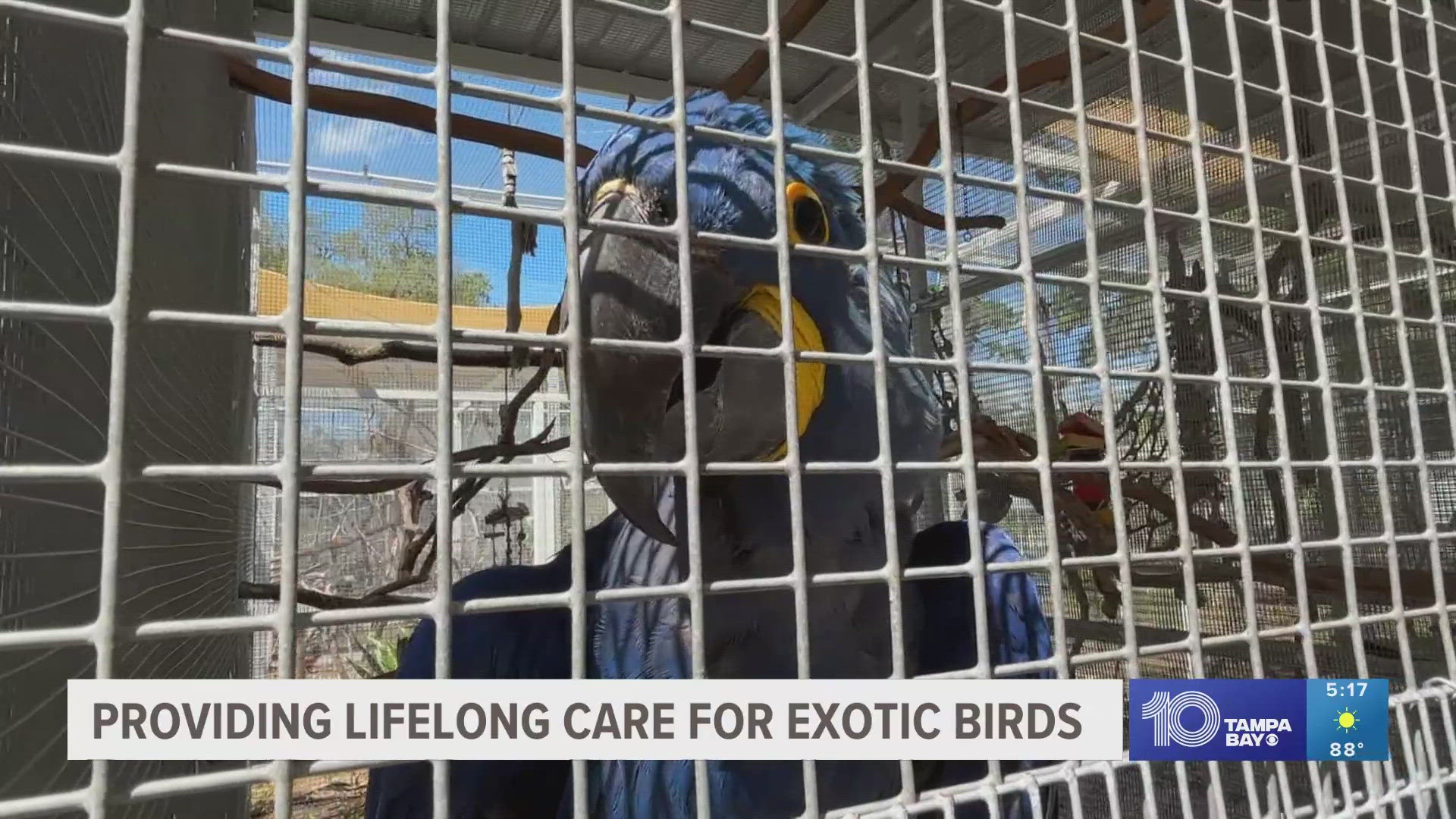 The Florida Exotic Bird Sanctuary doesn't adopt out, sell or breed parrots.