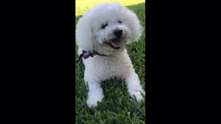 Precious Bichon Frise Plush Animal | Buffalo Bill's House