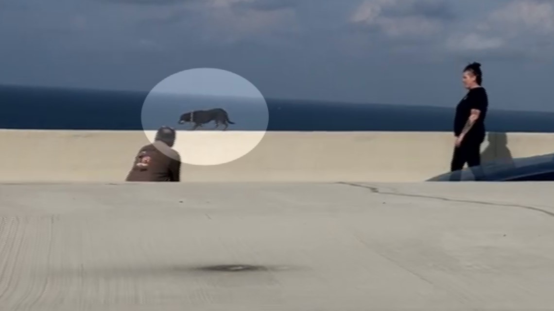 Wrong-way dog on Sunshine Skyway Bridge causes some commotion