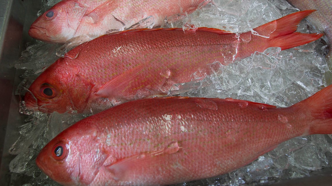 Red snapper season in Florida A complete fishing rules guide