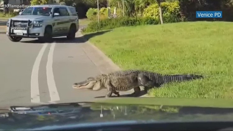 Huge alligator crosses street in Venice