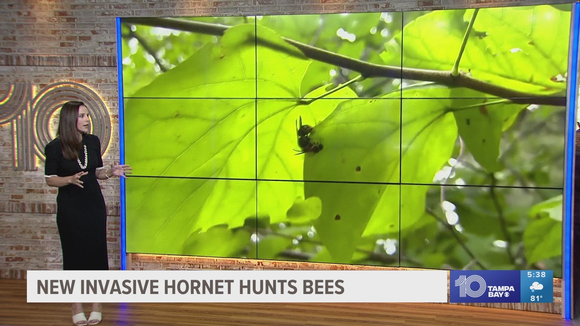 The yellow-legged hornet threaten the bee population. Experts are trying to contain the population.