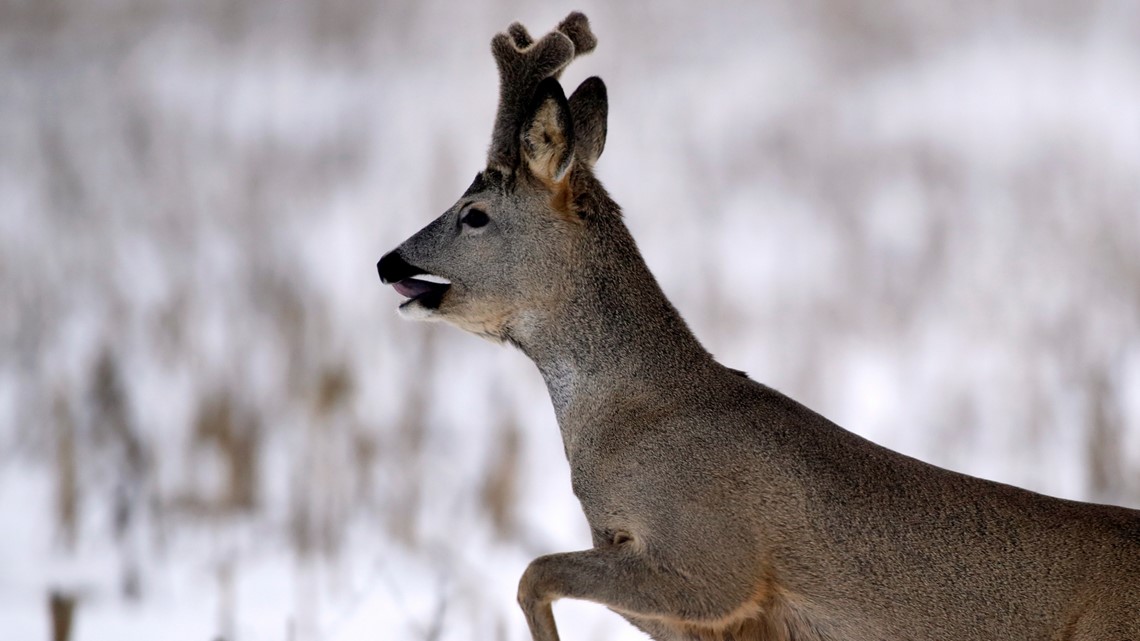 What Is Zombie Deer Disease Wtsp Com