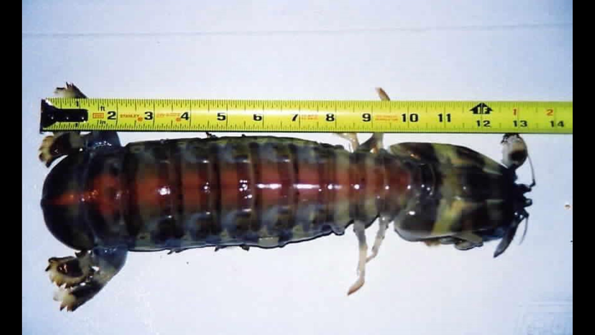 Fisherman hooks 'giant' mantis shrimp in Florida