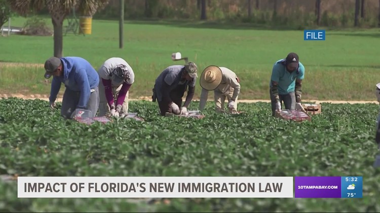 How Florida's new anti-illegal immigration bill impacts state's workforce