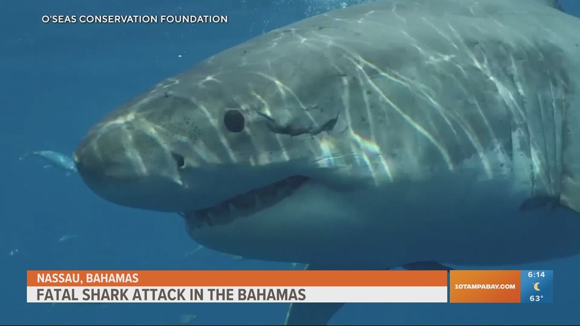 Fatal shark attack in Bahamas beach resort