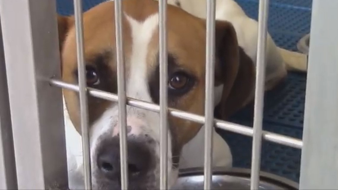 Ohio makes shelter animals the official state pet to raise awareness