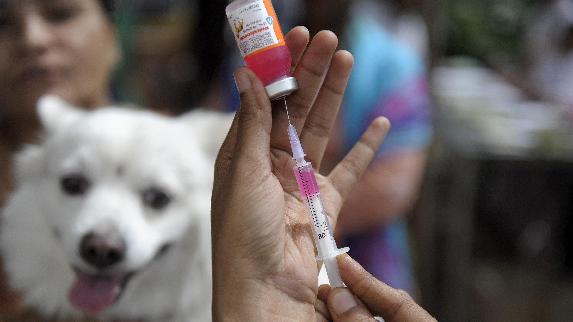 How to get a free shots for your dog in Hillsborough County
