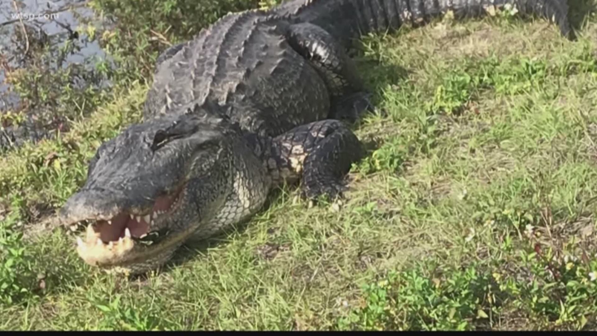 When parts of the Tampa Bay area neared all-time high temperatures Tuesday, maybe this gator wanted in on some of the sunshine?