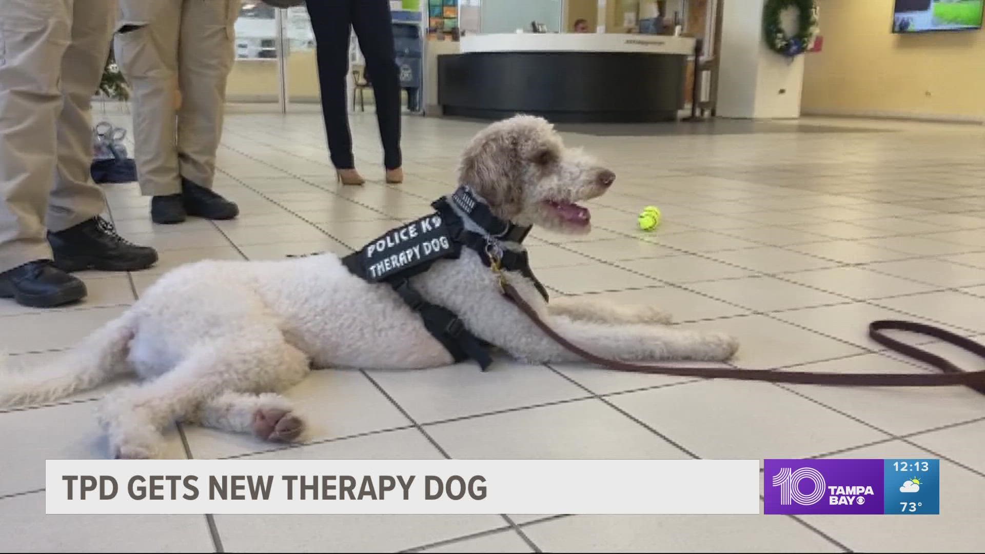 Tampa police get new therapy dog 
