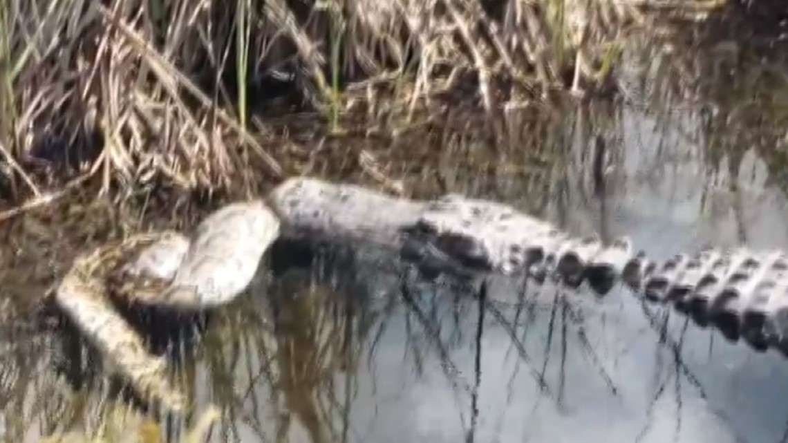 WATCH: A gator gets the best of a python in the Everglades | wtsp.com