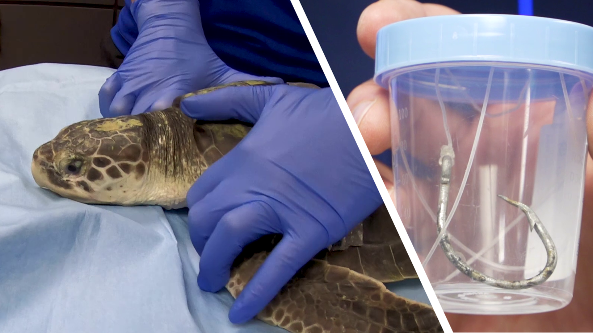 "Heath" the sea turtle is resting comfortably after an unpleasant encounter with a fishing hook. Video: Clearwater Marine Aquarium