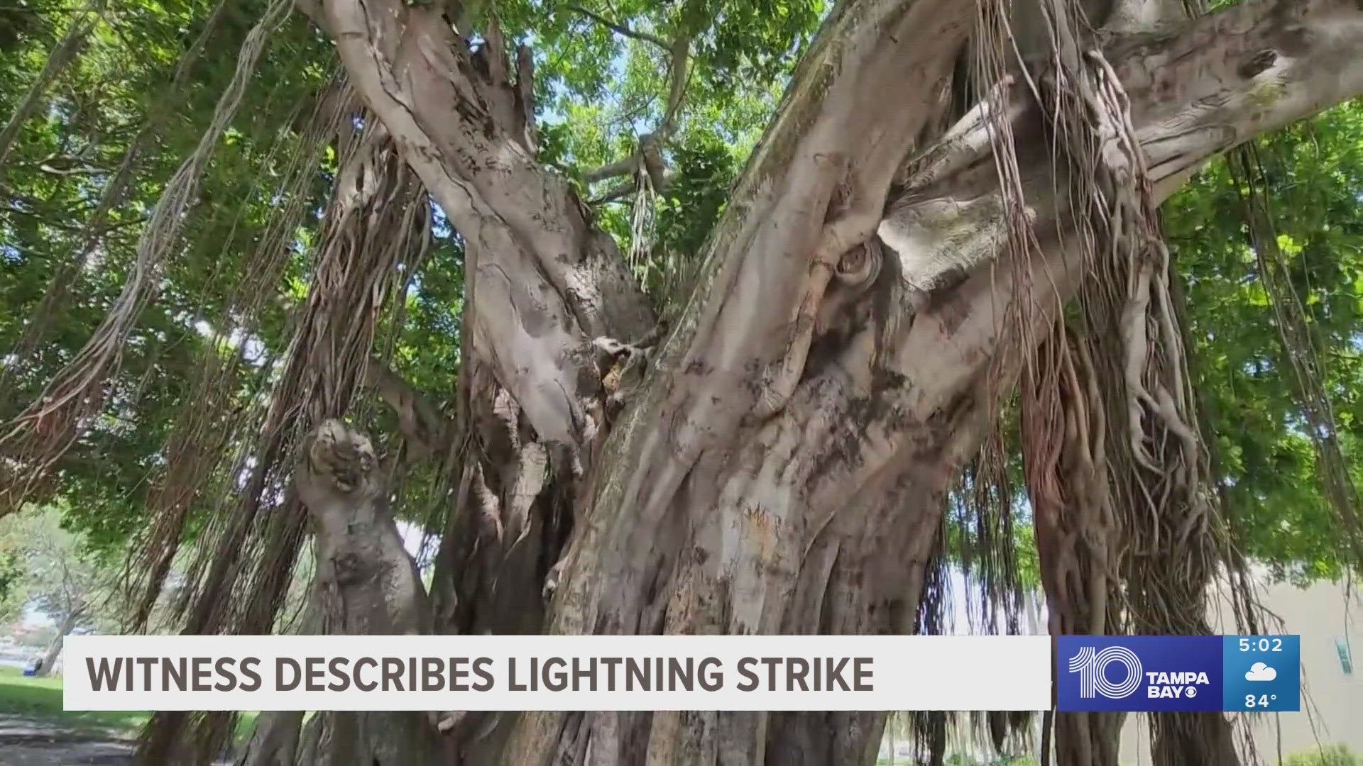 The group was standing under the banyan tree on the corner of 3rd Avenue NE and Beach Drive NE when the lightning struck.