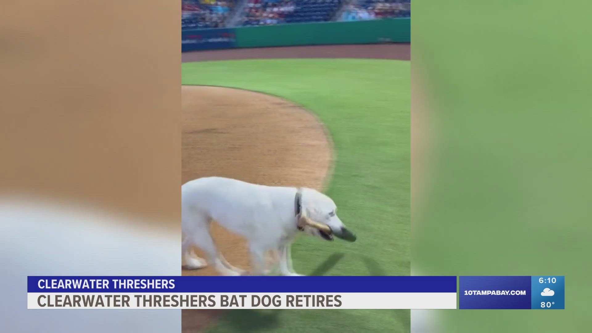 The 13-year-old bat dog is officially retired with the team giving her a celebration and a retirement cake.