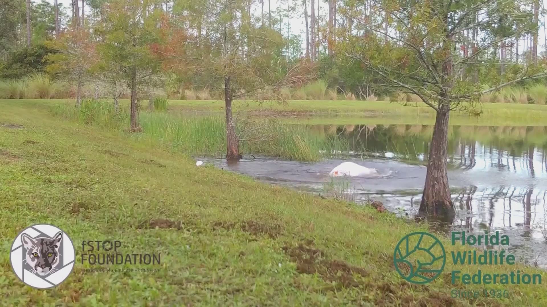 Video shows a Florida man jump into a pond to rescue his puppy from an alligator.