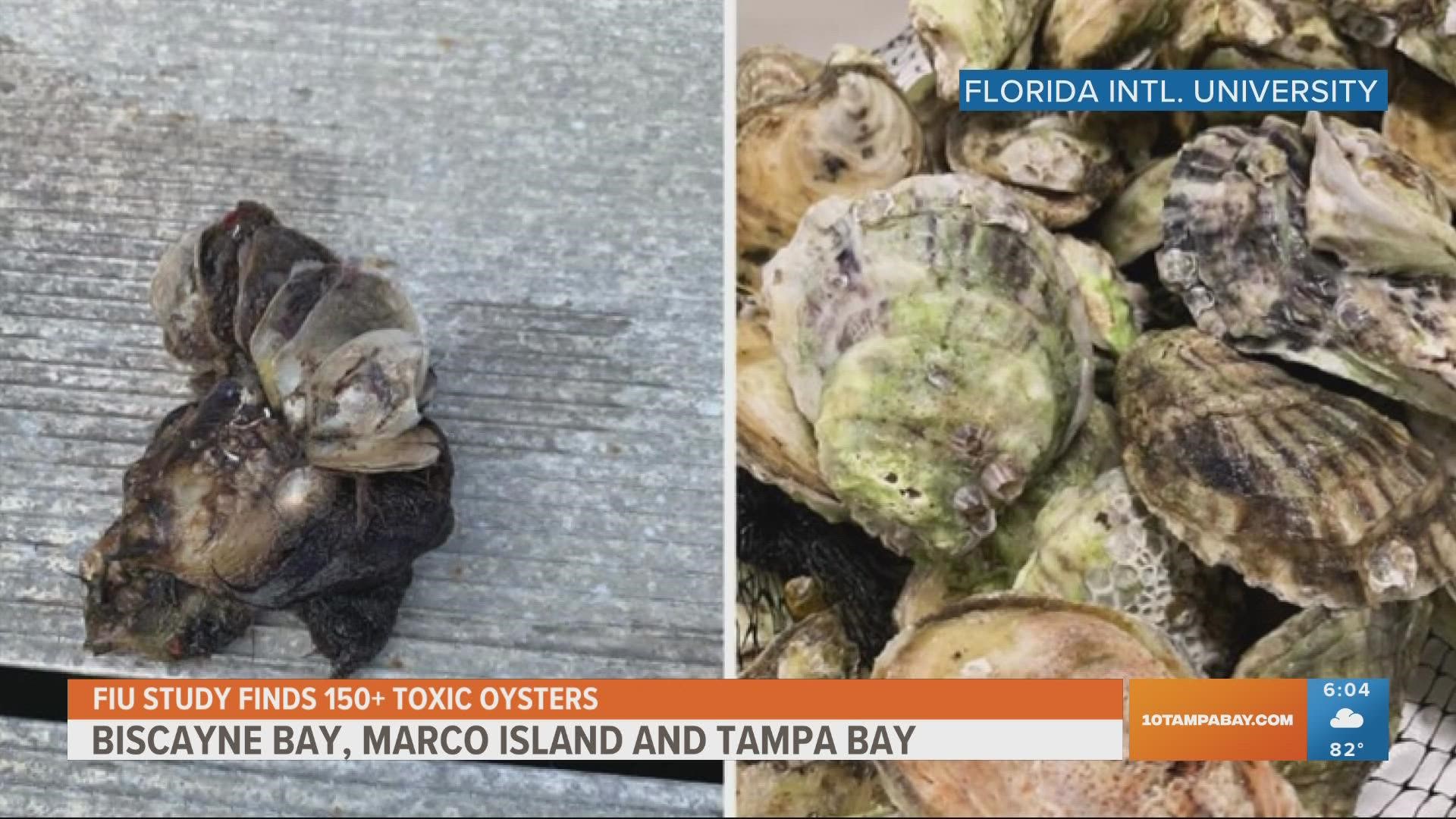 According to FIU, oysters are a great indicator of the health of the ecosystem because they are filter-feeders.