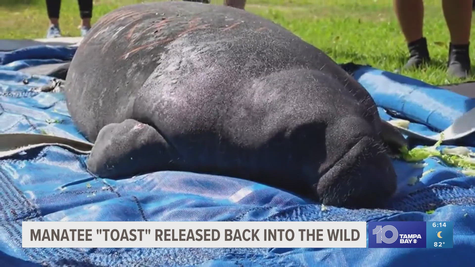 Toast was taken to SeaWorld Orlando for rehabilitation back in January but was released earlier this week into the wild.
